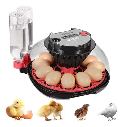 Incubadora Automática para 12 Huevos con Luz LED y Control de Humedad | Grado B